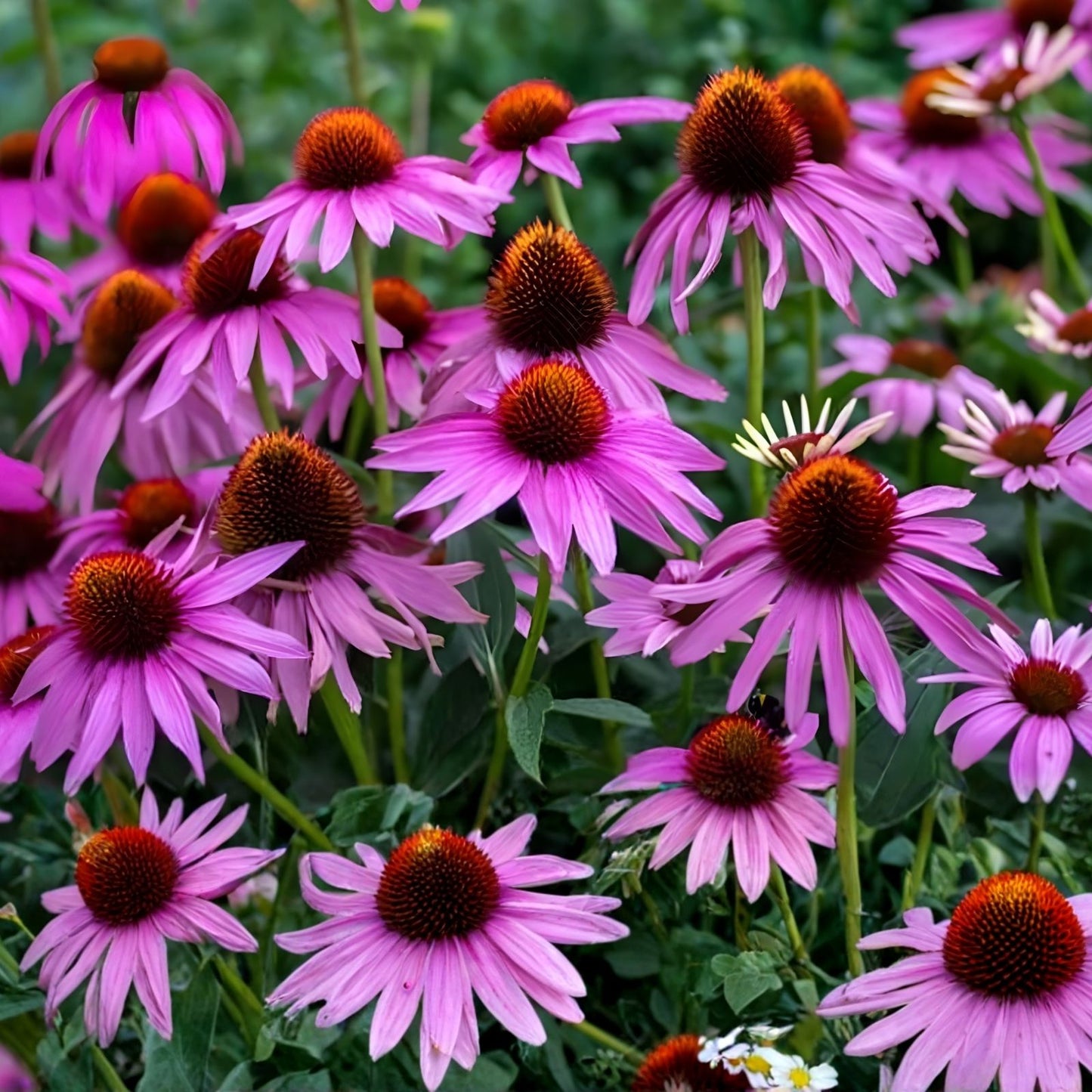 Purple Coneflower Seeds 250+ Echinacea purpurea Butterfly Attracting Non-GMO Bare Root Live Plant