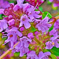 Creeping Thyme Seeds 5000 Count - Purple Groundcover Herb Thymus serpyllum - Live Plant, Bare Root, Starter Plant, Easy to Grow