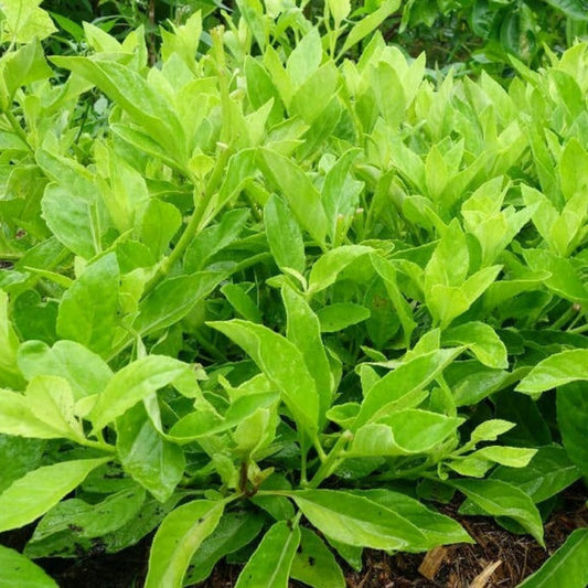 Longevity Spinach Gynura Procumbens Live Plant Cutting Edible Greens Hydroponic Garden Starter