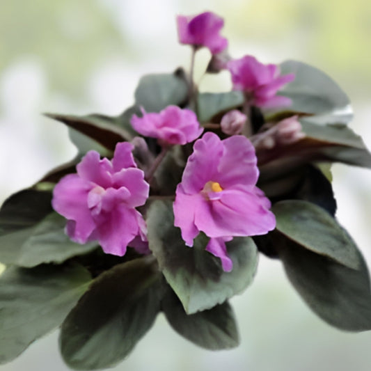 Mini African Violet Cuttings - 2 Unrooted Leaves - NL-KNYAGINYA Ol’ga - Propagation Plant for African Violet Enthusiasts