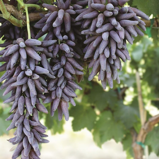 Ladyfinger Seedless Grape Vine Cuttings Vitis vinifera Live Plant Starter Bare Root for Grafting