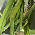 Dragon Fruit Cuttings Lake Atitlan Variety Edible Cactus Plant Propagation Hylocereus undatus