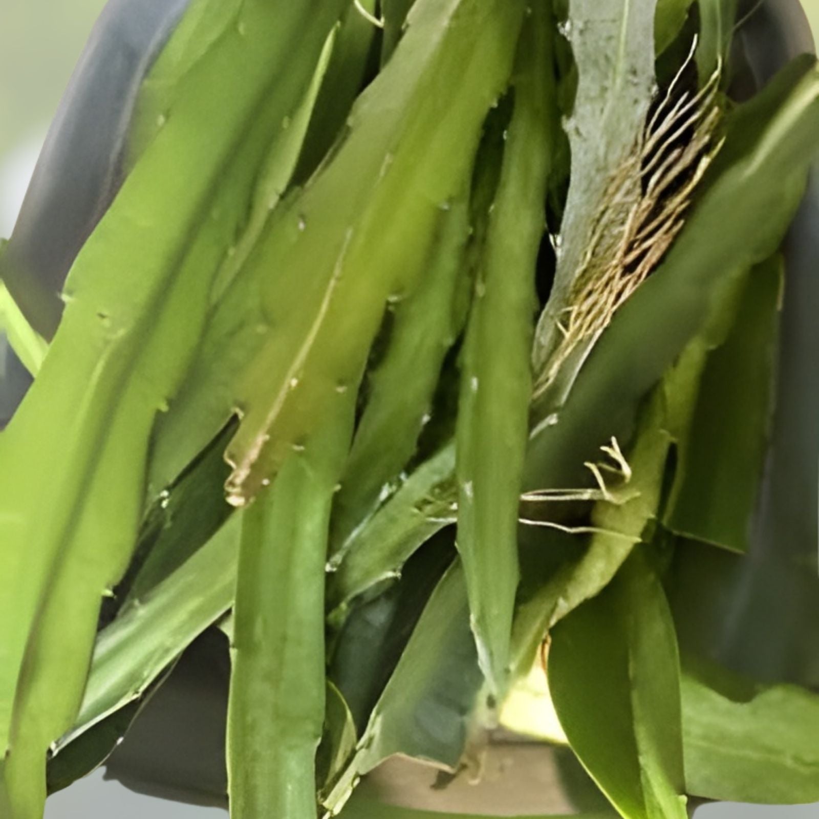 Dragon Fruit Cuttings Lake Atitlan Variety Edible Cactus Plant Propagation Hylocereus undatus