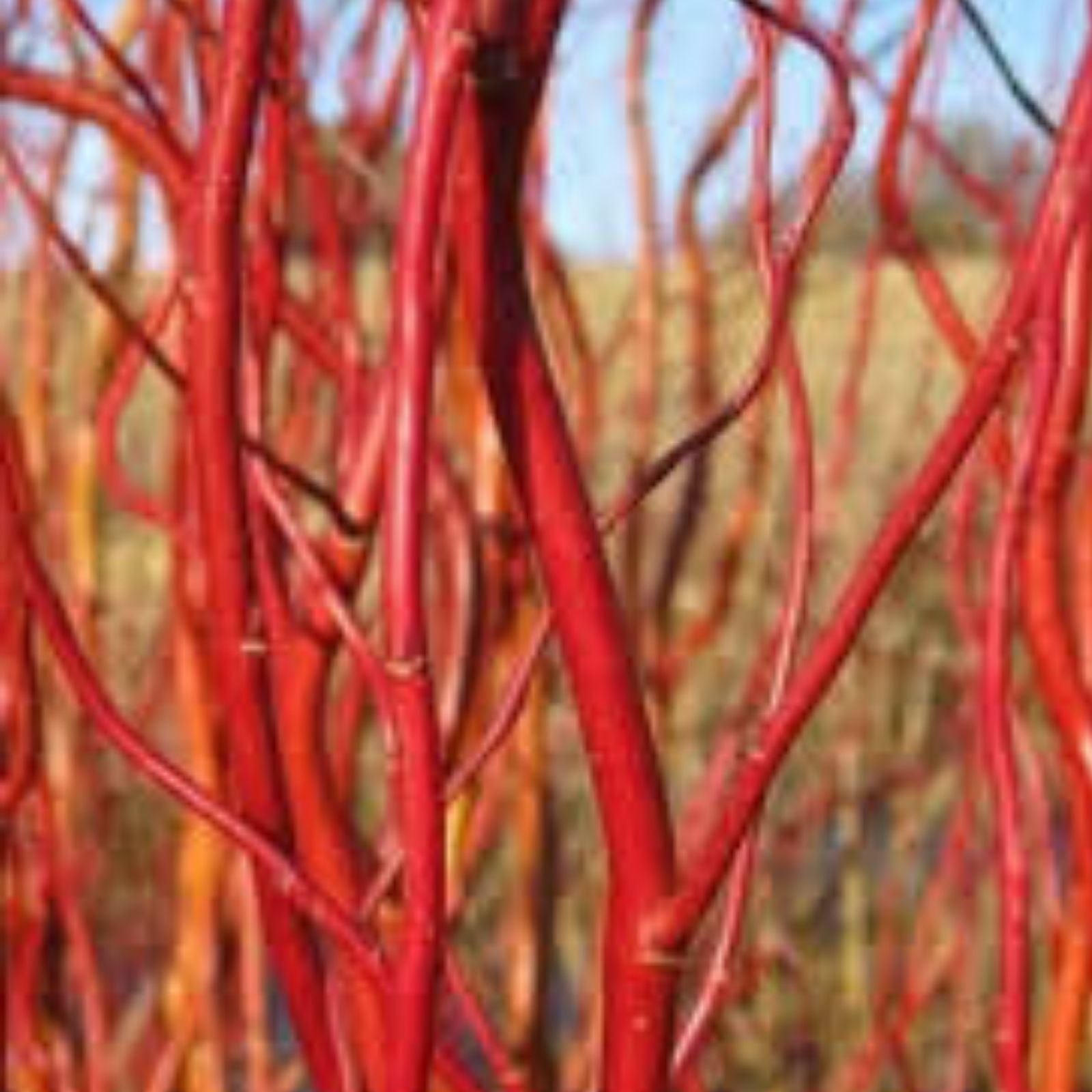 Scarlet Curls Willow Live Plant 12 Inch Ornamental Tree Salix Matsudana x S. Alba Curly Leaves Garden Plant