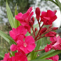 Oleander Live Cuttings 6-inch Red Flower Bush Shrub Nerium oleander Garden Plant
