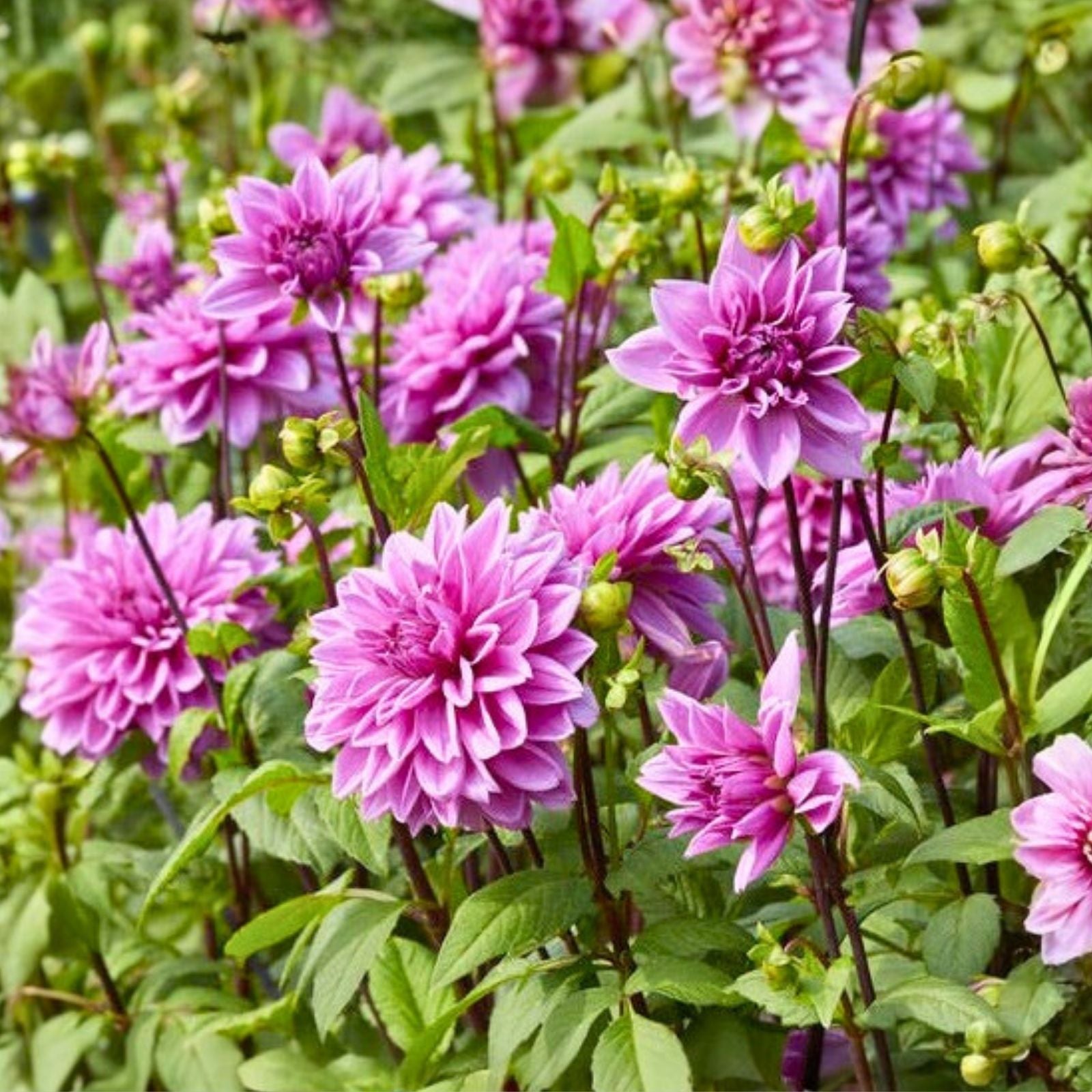 Giant Dinnerplate Dahlia Tuber Lavender Purple Live Plant Bulb Garden Flower Cutting