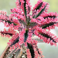 Kalanchoe Cuttings Collection 5 Varieties Succulent Plants Live Starter Plants Easy to Grow Houseplants