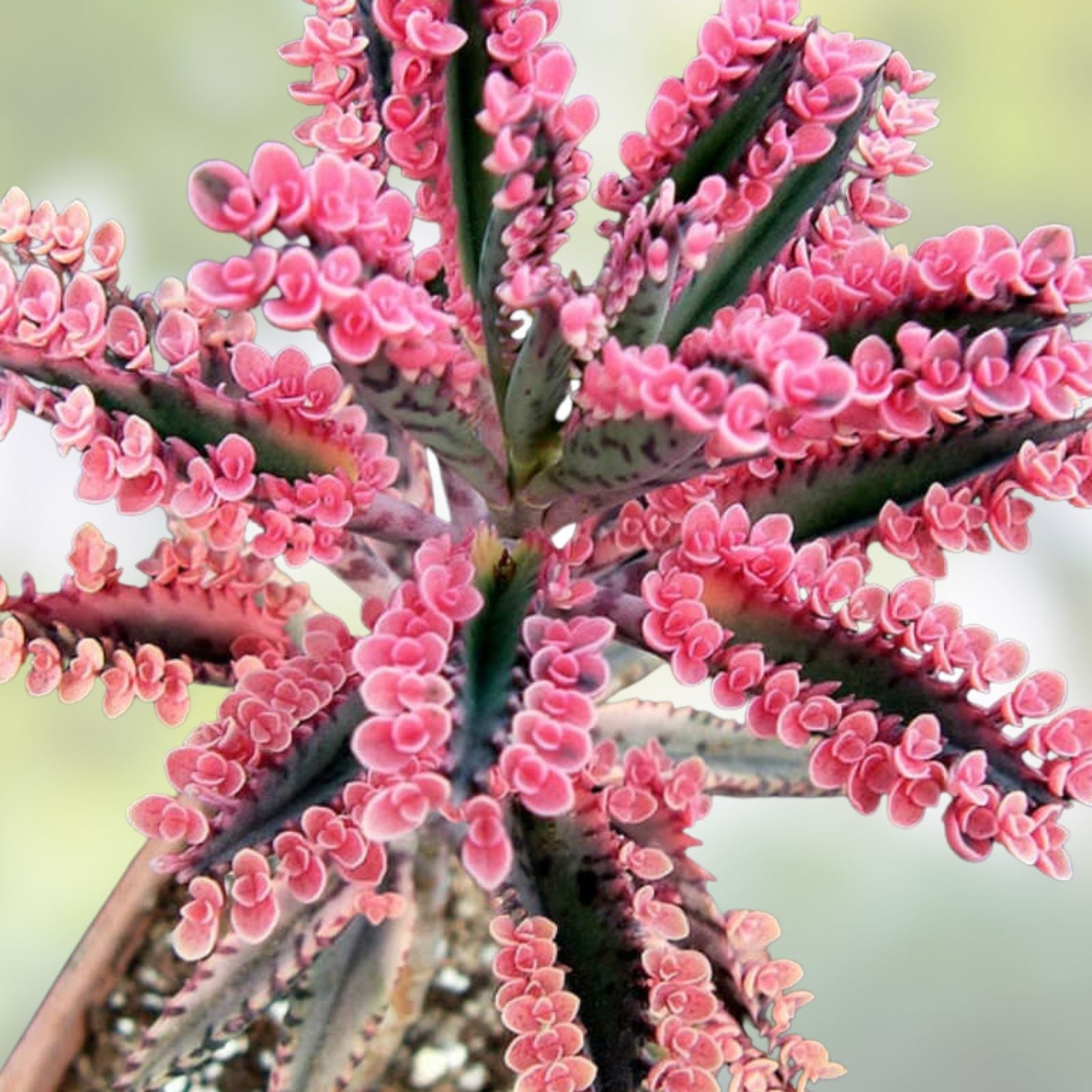 Kalanchoe Cuttings Collection 5 Varieties Succulent Plants Live Starter Plants Easy to Grow Houseplants