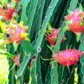 Rooted White Dragon Fruit Plant in Pot, Sprouted Pitaya Cactus Cutting, Hylocereus undatus, Easy to Grow, Fruit-bearing Cactus