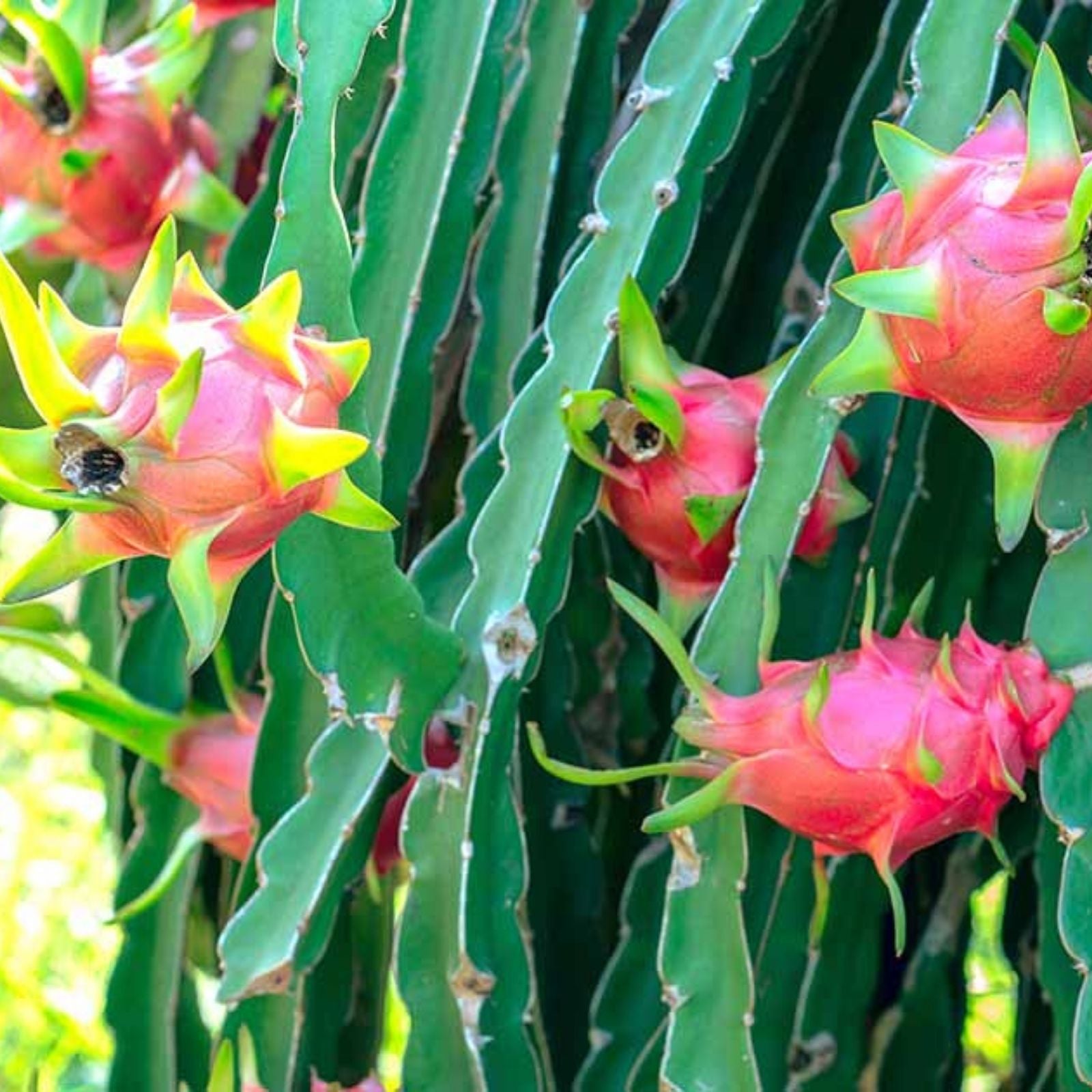 Rooted White Dragon Fruit Plant in Pot, Sprouted Pitaya Cactus Cutting, Hylocereus undatus, Easy to Grow, Fruit-bearing Cactus