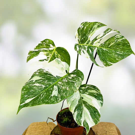 Monstera Albo Borsigiana Cutting Rare Variegated Houseplant Live Indoor Plant for Decor