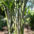 Sugarcane Cuttings 3 Pieces - Saccharum officinarum Live Planting Material, Starter Plant, Bare Root, Growing Supplies