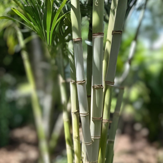 Sugarcane Cuttings 3 Pieces - Saccharum officinarum Live Planting Material, Starter Plant, Bare Root, Growing Supplies