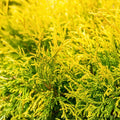 Golden Mop False Cypress Live Plant 6" | Chamaecyparis pisifera Evergreen Shrub Yellow Foliage Garden Plant