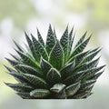 Aloe Juvenna Alligator Jaws Succulent Plant 4" Live Rooted Indoor Houseplant Unique Green Ornamental