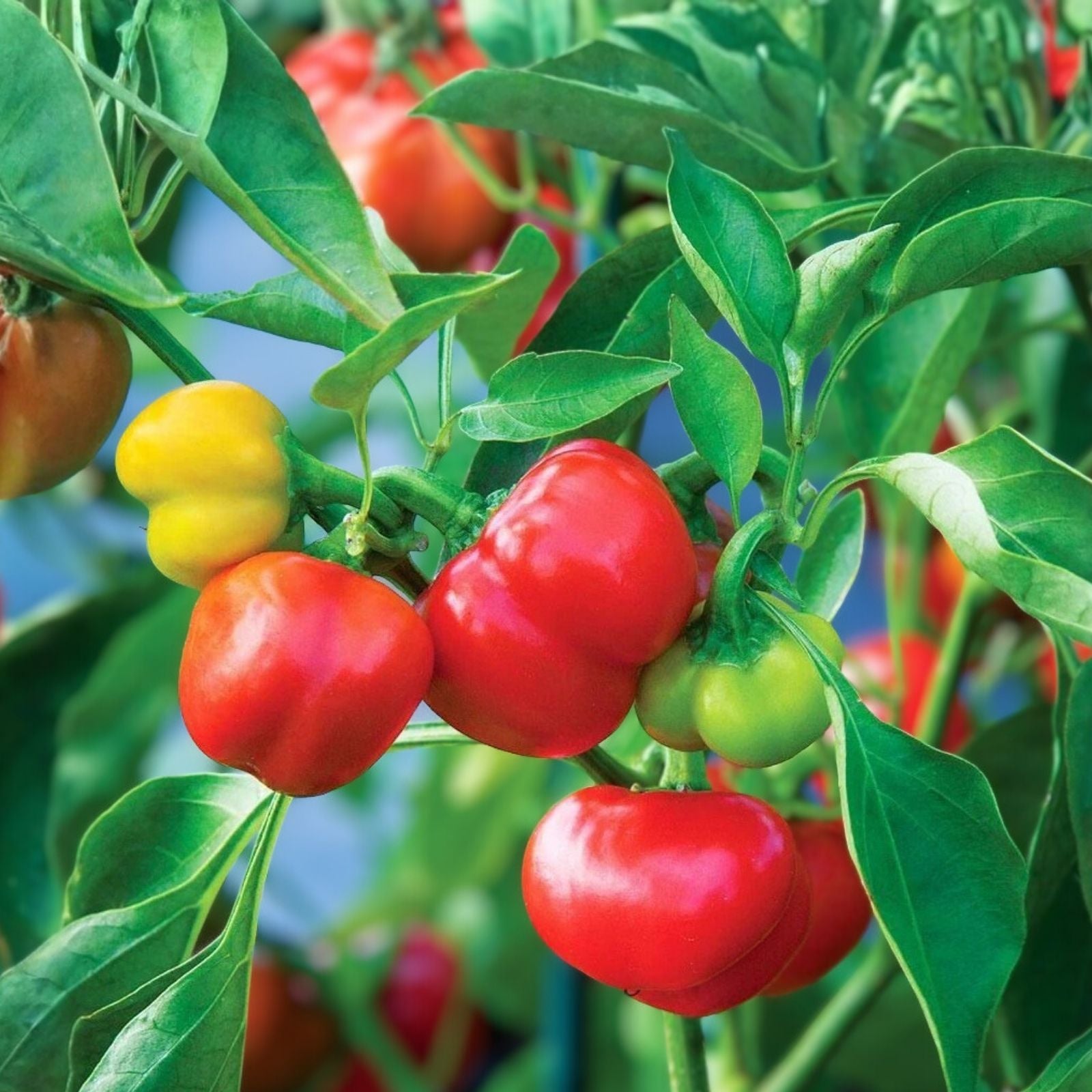 Red Pimento Pepper Seeds 500 Count – Capsicum annuum Heirloom Vegetable Seeds for Gardening, Live Plant, Starter, Cutting