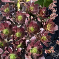 Aeonium Voodoo Cutting 4-inch Rare Succulent Dark Purple Plant for Collectors - Unique Limited Edition, Fast Shipping