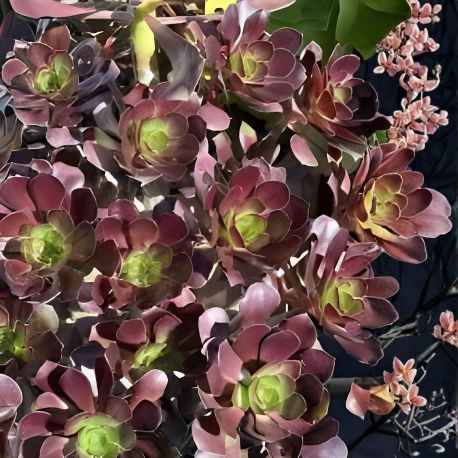 Aeonium Voodoo Cutting 4-inch Rare Succulent Dark Purple Plant for Collectors - Unique Limited Edition, Fast Shipping