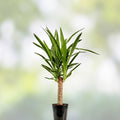 Variegated Yucca Plant 1 Gallon Hybrid Solaris Houseplant, Rare Succulent Rooted Starter Plant