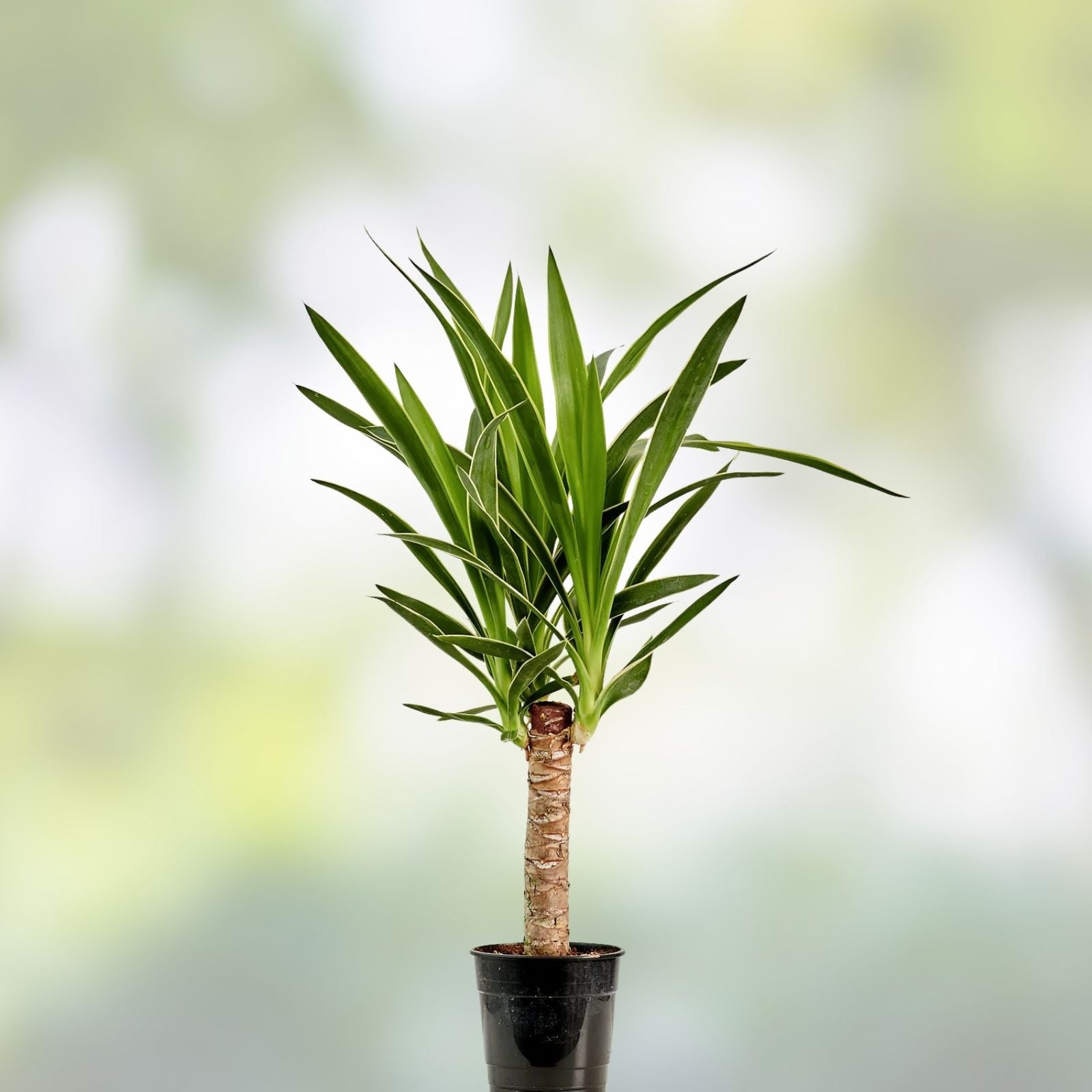 Variegated Yucca Plant 1 Gallon Hybrid Solaris Houseplant, Rare Succulent Rooted Starter Plant