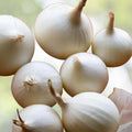 Spanish White Onion Seeds Heirloom Allium cepa Sweet Flavor 25+ Live Plant or Cutting