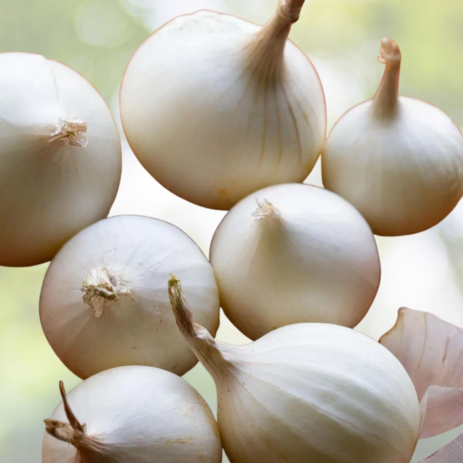 Spanish White Onion Seeds Heirloom Allium cepa Sweet Flavor 25+ Live Plant or Cutting