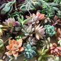 Succulent Cuttings Collection 30 Varieties Live Plants Indoor Gardening Assorted Succulents Plant Propagation