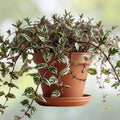 Wandering Jew Cuttings 5 Pieces Tradescantia Albiflora Indoor Houseplant Starter Live Plant Propagation