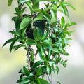 Callisia Fragans Basket Plant Cutting, Trailing Houseplant, Indoor Green Foliage, Easy Care, No Roots, Live Plant, Starter Plant