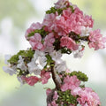 Azalea Rhododendron Plant - Pink & Yellow Flowers - Rooted Garden Rainbow Shrub - Fast Shipping
