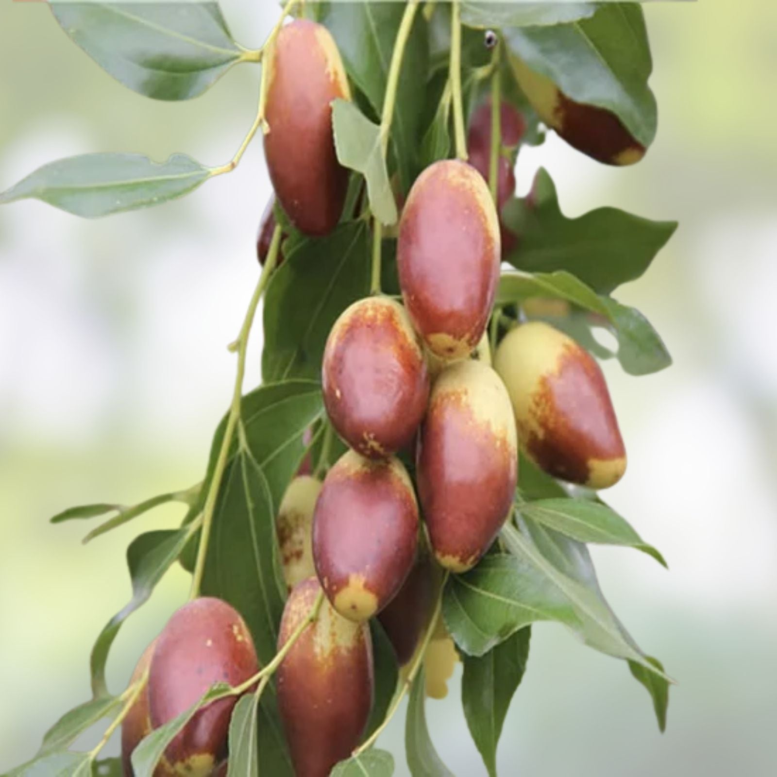 Tigertooth Jujube Tree Cutting 8" Graft Scion Ziziphus jujuba 'Tiger Tooth' Edible Fruit Tree Propagation