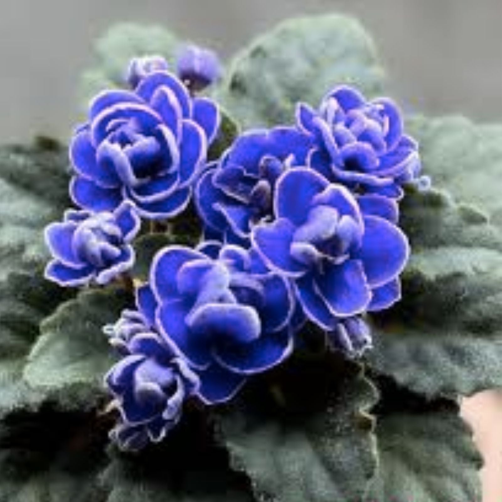 Unrooted Fresh Cut African Violet Leaves - Ness Crinkle Blue - Semiminiature Saintpaulia ionantha