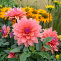 Pink yellow variegated Dahlia tuber plant bulb live starter flower cut flower full sun deer resistant