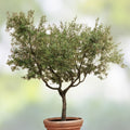 Olive Tree Live Plant 6-12in Olea Europaea Indoor Outdoor Garden Cutting Bare Root Starter Plant