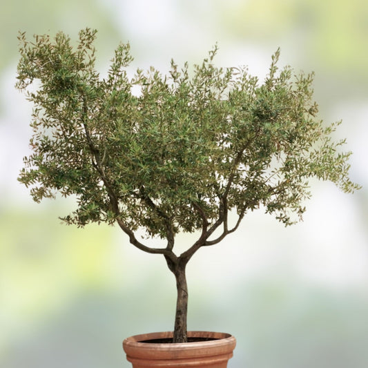 Olive Tree Live Plant 6-12in Olea Europaea Indoor Outdoor Garden Cutting Bare Root Starter Plant