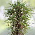 Creeping Red Fescue Seeds 1,000 Count – Festuca rubra for Lawns & Ground Cover – Cool Season Grass Seed