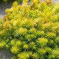 Creeping Sedum Groundcover Plants – 50 Perennials, Varieties 1" to 3" – Low-Growing Succulent for Gardens – Sedum spp.