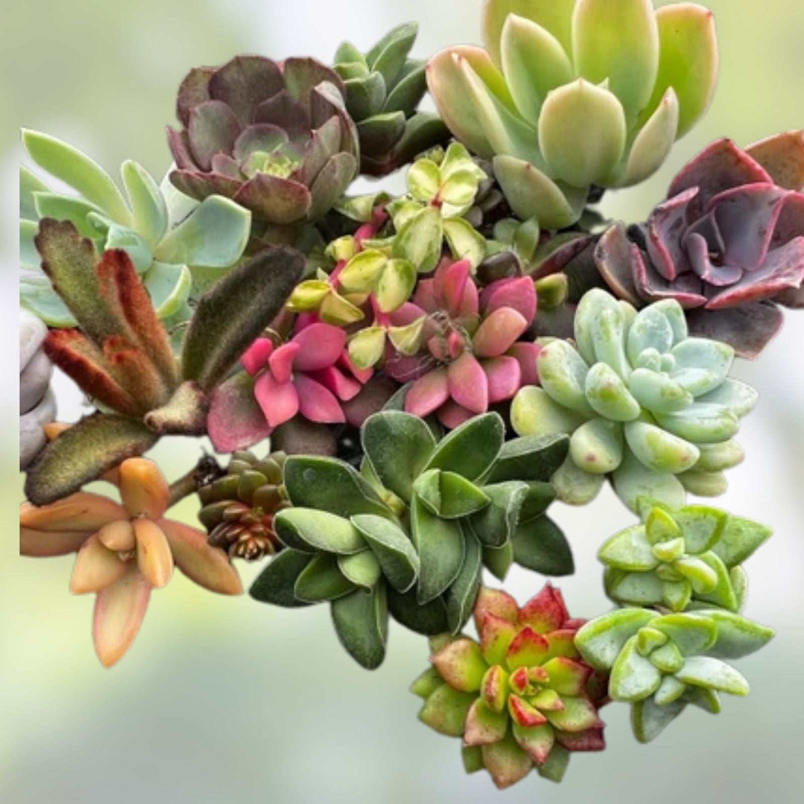 Colorful Succulent Cuttings Set 14 Varieties Live Plants Propagation Gardeners Houseplants Collection