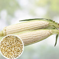White Popcorn Seeds 50+ Non-GMO Japanese Hulless Corn Zea mays everta for Home Garden, Starter Plant, Live Seed, USA Free Shipping