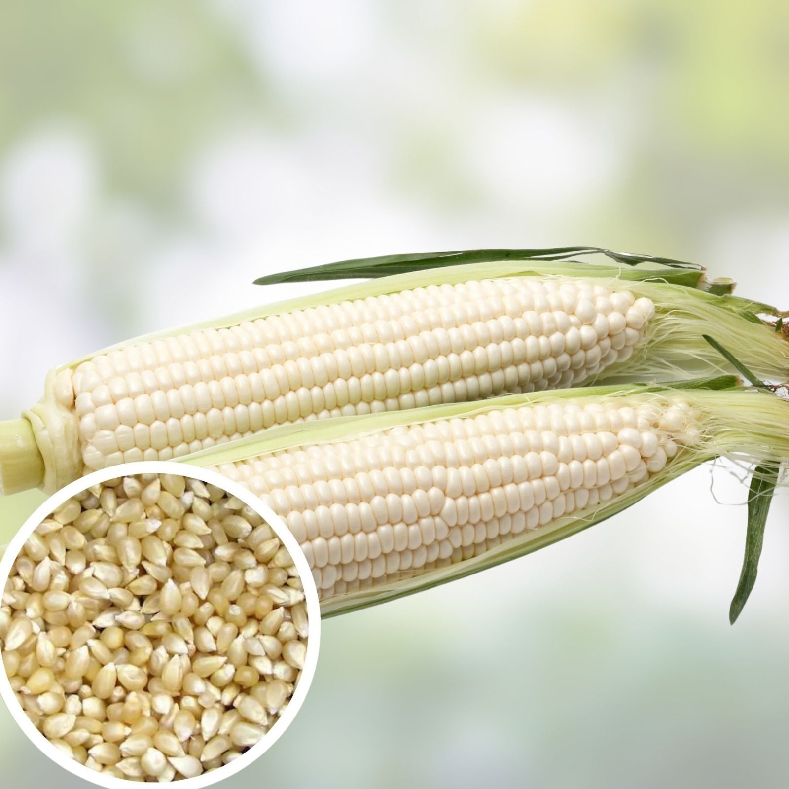 White Popcorn Seeds 50+ Non-GMO Japanese Hulless Corn Zea mays everta for Home Garden, Starter Plant, Live Seed, USA Free Shipping