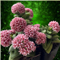 Crassula 'Bride's Bouquet' Succulent Plant Live Starter Plant Gray Green Leaves Pink Flowers Houseplant
