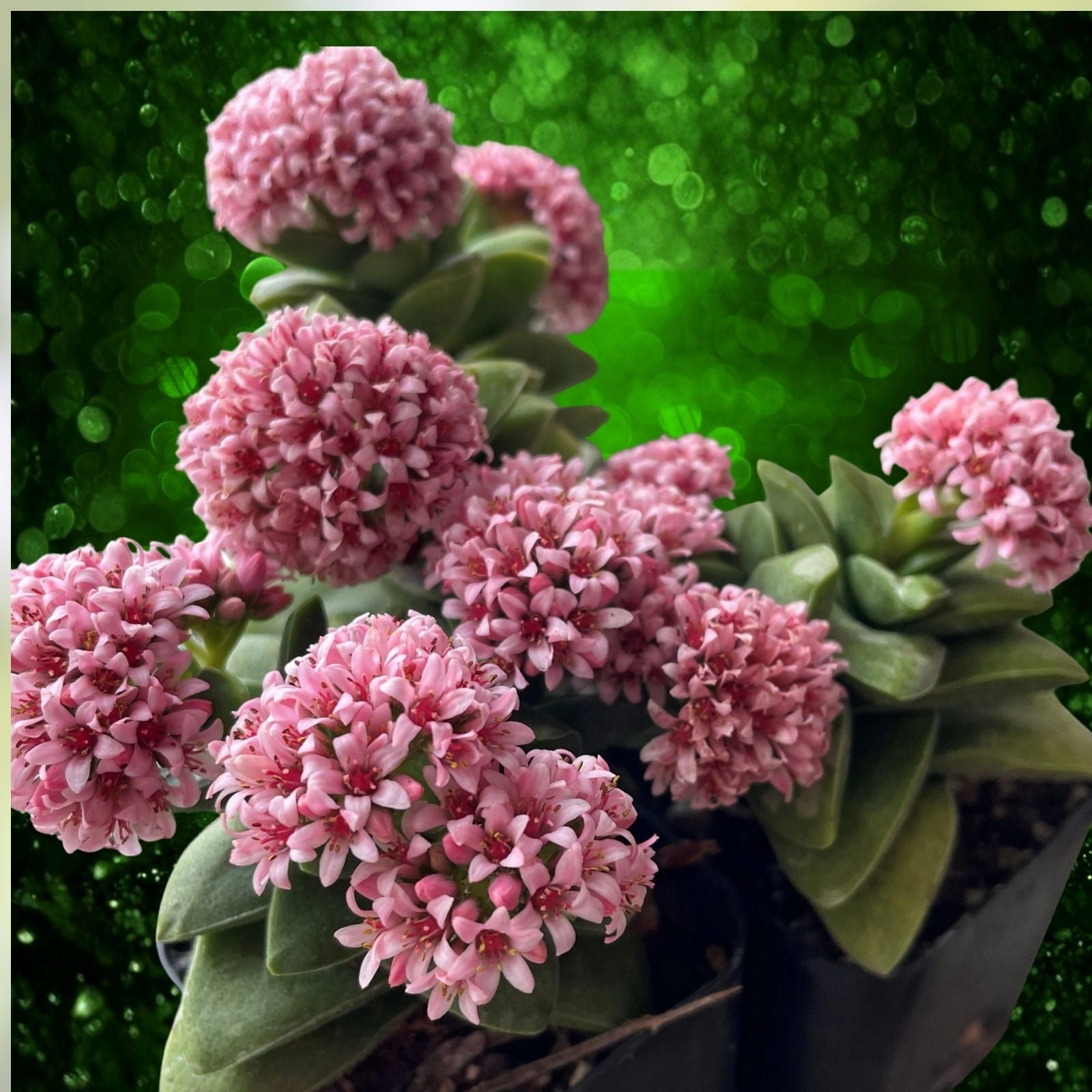 Crassula 'Bride's Bouquet' Succulent Plant Live Starter Plant Gray Green Leaves Pink Flowers Houseplant