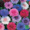 Red Poppy Seeds 500 Count - Papaver rhoeas - Bright Red Garden Flower - Live Plant, Cutting, or Bare Root Starter