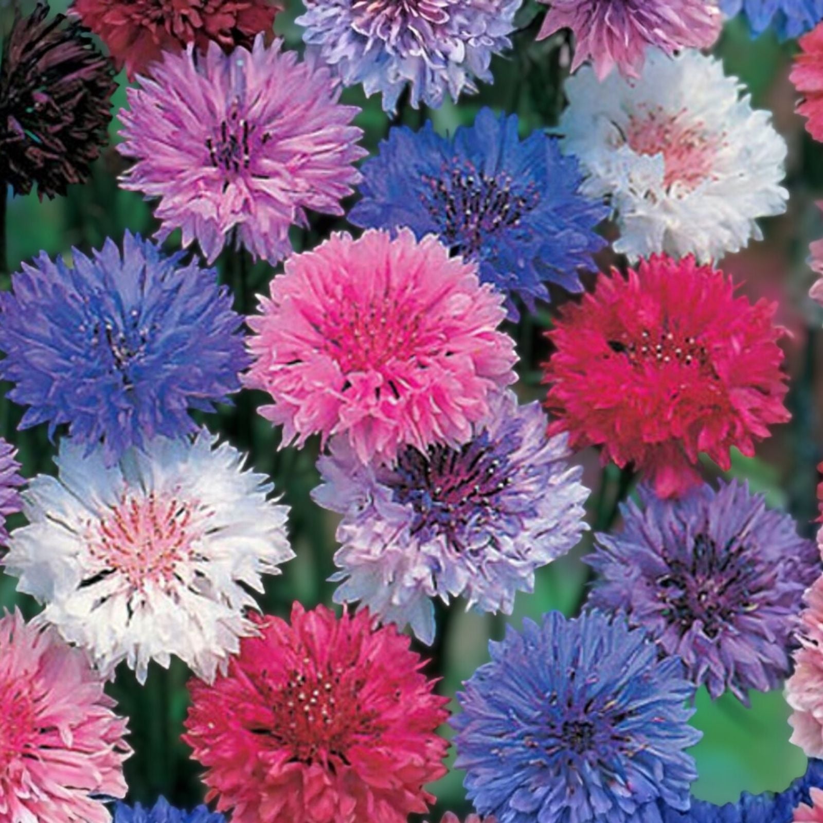 Red Poppy Seeds 500 Count - Papaver rhoeas - Bright Red Garden Flower - Live Plant, Cutting, or Bare Root Starter