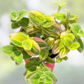 Tradescantia White Fuzzy Live Houseplant Cutting, Indoor Plant, Green and White Variegation, Easy Care, Starter Plant
