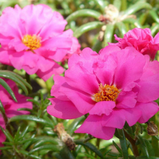 Moss Rose Cuttings Royal Pink Succulent Plant Propagation Bare Root Portulaca Grandiflora Non-GMO