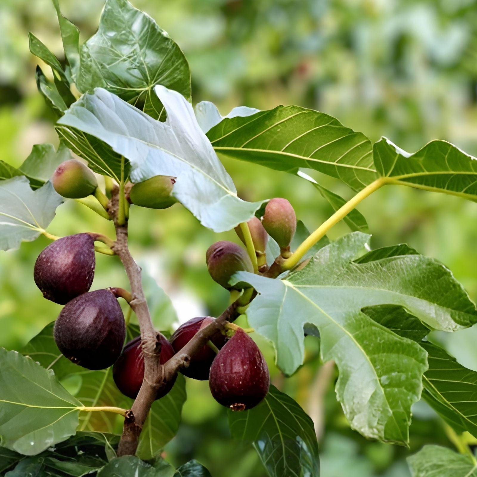 Fig Tree Cuttings Ronde de Bordeaux Black Ficus carica Edible Fruit Plant Starter Live Plant