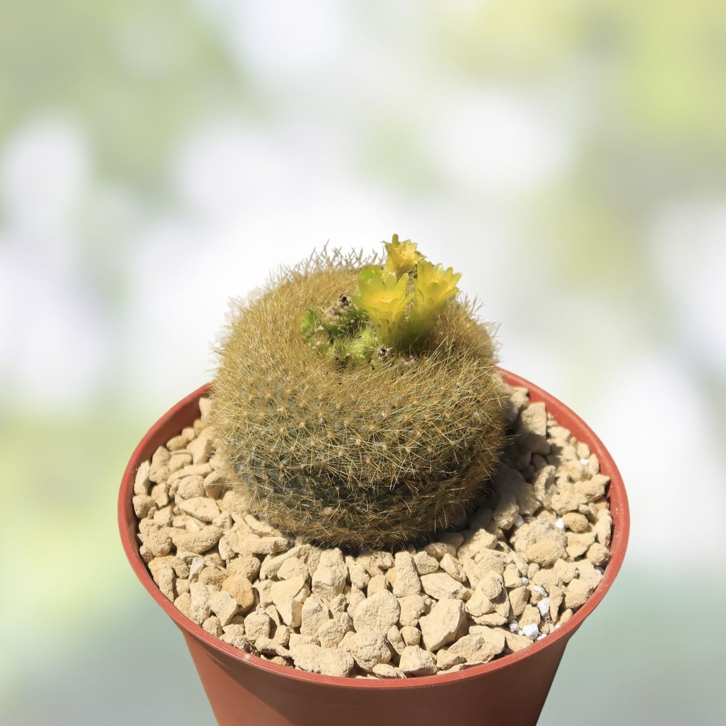 Notocactus graessneri flaviflorus cactus plant live succulent yellow flowers indoor outdoor easy care