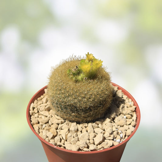 Notocactus graessneri flaviflorus cactus plant live succulent yellow flowers indoor outdoor easy care
