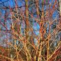 Winter Flame Fire Bush Seeds | Bloodtwig Red Dogwood | Cornus Sanguinea | Ornamental Hedge Shrubs for Landscaping